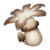 Philanemo Mushroom